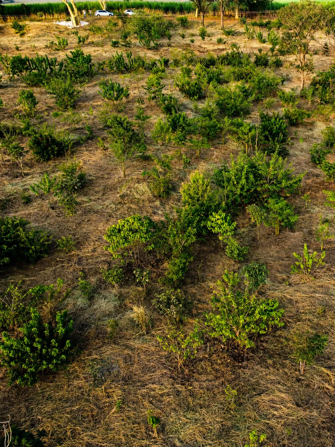 Vista aérea de área em recuperação com mudas de espécies nativas plantadas pela New Ambiental