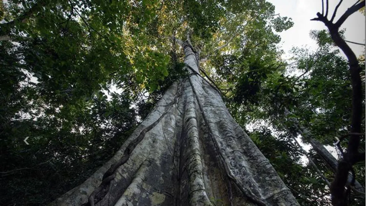 Licenciamento ambiental e COP 30 marcam a atividade no Senado